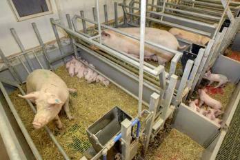 farrowing