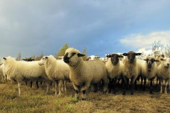 Pexels sheep pic