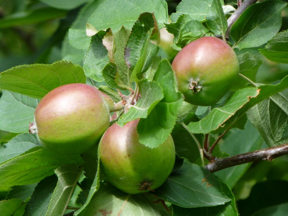 Fruit