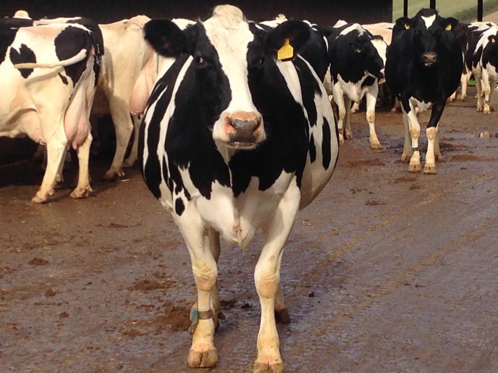 Dairy Cow, Dorset