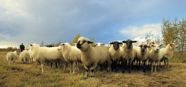 Pexels sheep pic